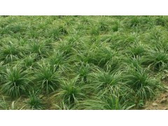 崂峪苔草大量供应，阡陌园艺大量现货崂峪苔草销售，崂峪苔草图1