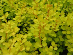 基地大量抛售小叶黄杨_价格优惠_四季花语生态农业,小叶黄杨图1