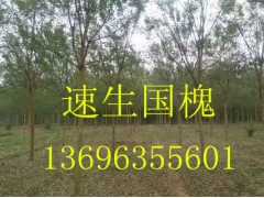 毛白杨@山东毛白杨@毛白杨价格@【13696355601】图2