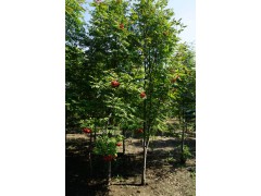 景观工程设计施工、苗木花卉生产销售，亚新园林绿化有限公司图1