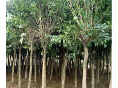 高红杆女贞；2-10公分20万棵  肥东县马桥花木园艺场图1