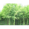 大量出售各种规格的中山杉苗木，5-10CM黄金垂柳13705549847