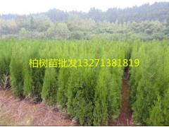 柏树苗批发 河南柏树苗价格 南阳柏树苗基地图1