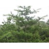 泰安绿汇苗圃  主要苗木品种有华山松、白皮松、泰山樱花、18953806990