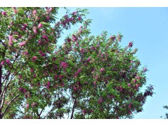 樱花树,樱花价格,日本晚樱,香花槐-山东苗木网_山东绿化苗木，山东国槐图1