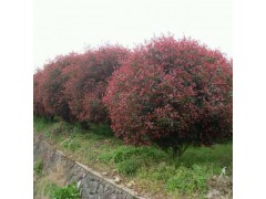 安徽苗木网，安徽苗木_安徽苗木批发_安徽肥西园林网  中国花木网图1