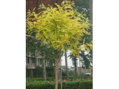 山东聊城苗木报价_山东聊城2018年苗木价格，18963586398图1