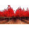 美国秋红枫等彩色进口苗木的引种繁育和推广销售，日照彩叶苗木，日照苗木