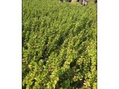 山西胶东卫矛 基地直销各种规格胶东卫矛，卫矛球，卫矛基地，山西卫矛图1