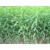 临沂鑫乐沂蒙霜红桃种植专业合作社  18660937585