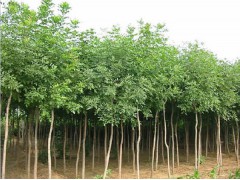 供应国槐,白蜡,椿树,速生杨107  山东林源苗木 18663578819图1