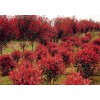 安徽苗木网，安徽红叶石楠价格表，大量供应红叶石楠苗，红叶石楠基地