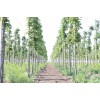 青岛抬头园林供应r=2~4cm榉树