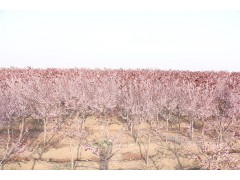 青岛抬头园林供应规格5-8公分红叶李图1