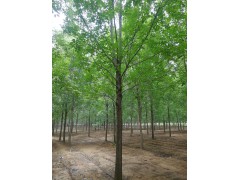 白蜡网，白蜡 白蜡产地 明亮苗木 济宁白蜡销售基地图2