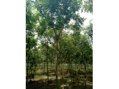 栾树基地，栾树苗木网，山东栾树基地，济宁栾树报价网，2018栾树报价图1