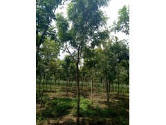 栾树基地，栾树苗木网，山东栾树基地，济宁栾树报价网，2018栾树报价图2