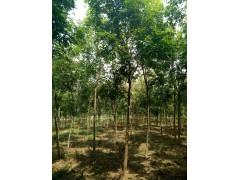 栾树报价，栾树产地网，山东苗木网，栾树园林工程苗价格，栾树批发图1