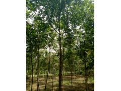 栾树报价，栾树产地网，山东苗木网，栾树园林工程苗价格，栾树批发图2