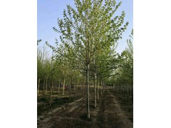 法桐,法桐报价,济宁法桐大树基地,明亮苗木基地图2