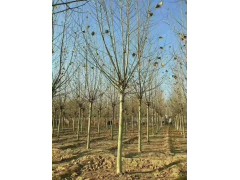 法桐，法桐报价，济宁法桐大树基地，明亮苗木基地图3