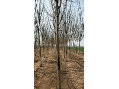 山东国槐网，山东国槐，国槐价格，明亮苗木基地图2