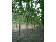 秋季国槐移栽包活，移栽国槐工程苗，国槐报价网图2