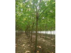济宁国槐，济宁苗木网，苗木报价网 明亮苗木基地图2