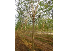 济宁国槐，济宁苗木网，苗木报价网 明亮苗木基地图3