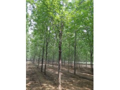 白蜡 白蜡基地，白蜡小苗，济宁白蜡工程苗，白蜡报价网。白蜡大苗木批发图2