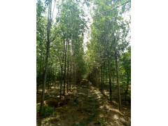 白蜡 白蜡基地，白蜡小苗，济宁白蜡工程苗，白蜡报价网。白蜡大苗木批发图3