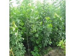 保定苗木网，河北苗木网，河北白蜡基地，白蜡价格走势，河北白蜡图1