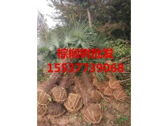南阳棕榈树 南阳哪有扇子树 河南棕榈树批发图3
