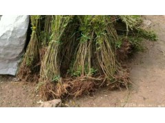 连翘苗、连翘苗销售、连翘苗价格、山西连翘苗图2