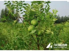 供应皂角苗、翅果苗、刺槐苗、文冠苗、栾树苗、花椒苗图3