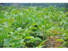 供应钙果苗、苹果苗、石榴苗、樱桃苗、花椒苗、杜梨苗、枣树苗图2