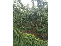 供应钙果苗、苹果苗、石榴苗、樱桃苗、花椒苗、杜梨苗、枣树苗图3