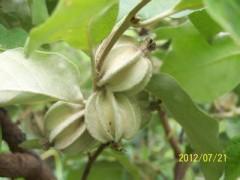 翅果苗 翅果苗批发 翅果苗供应 翅果苗大量直销图3