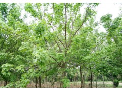 五角枫3-12公分20万棵，五角枫繁育基地，菏泽苗木网，菏泽五角枫繁育基地图1