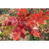北美红价格表，山东苗木网，山东北美红栎繁育基地，北美红栎大树移栽，包成活