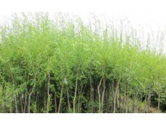 旱柳报价表，山西苗木网，山西旱柳苗木，长治旱柳苗木繁育基地，旱柳基地图1