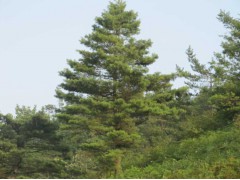 华山松，山西苗木网，山西华山松，山西华山松基地，山西华山松繁育基地，华山松图1