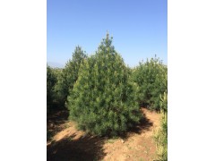 白皮松2.5-4米一万颗，山西苗木网，山西白皮松，太谷油松大基地图1