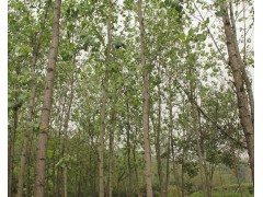 毛白杨、；河北苗木网，河北苗木基地  何春霞15830883963图1