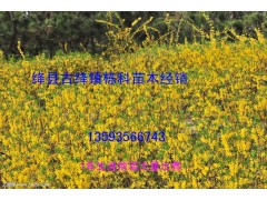 连翘苗、连翘苗出售、1年生连翘苗供应图1