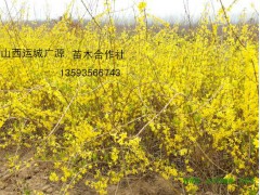 连翘苗、连翘苗出售、1年生连翘苗供应图1