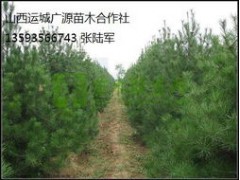 白皮松出售、3米白皮松低价出售图1