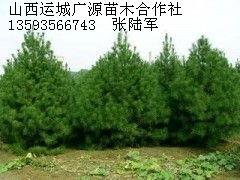 白皮松出售、3米白皮松低价出售图2