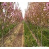 2018年樱花树价格 优质樱花树价格，四川苗木网，温江绿丽园林，樱花树