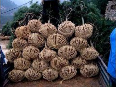白皮松2.5-4米一万颗，白皮松报价网，山西白皮松基地，山西白皮松，白皮松图1